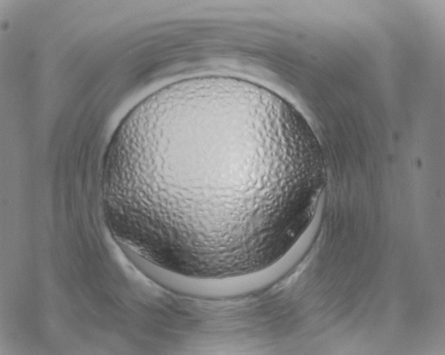 X0000076271534200610262018