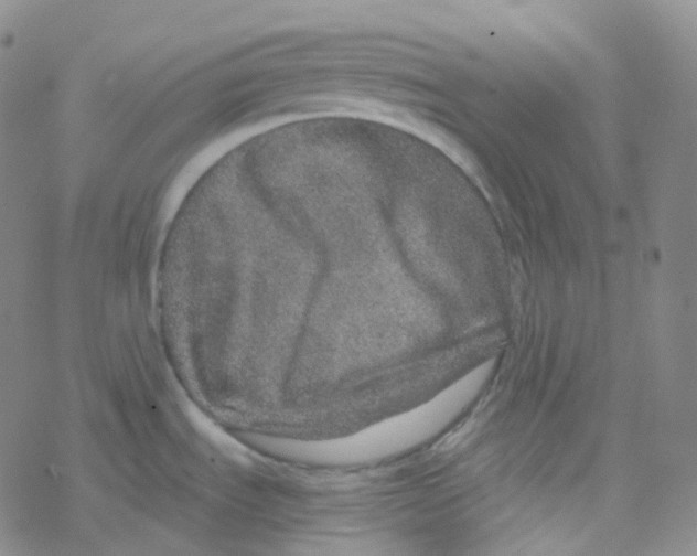 X0000076271535200610262018