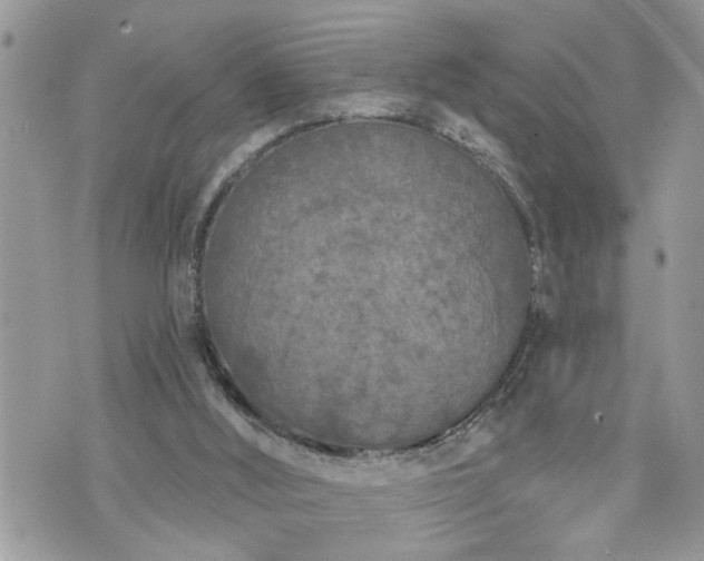 X0000076300012200609291047