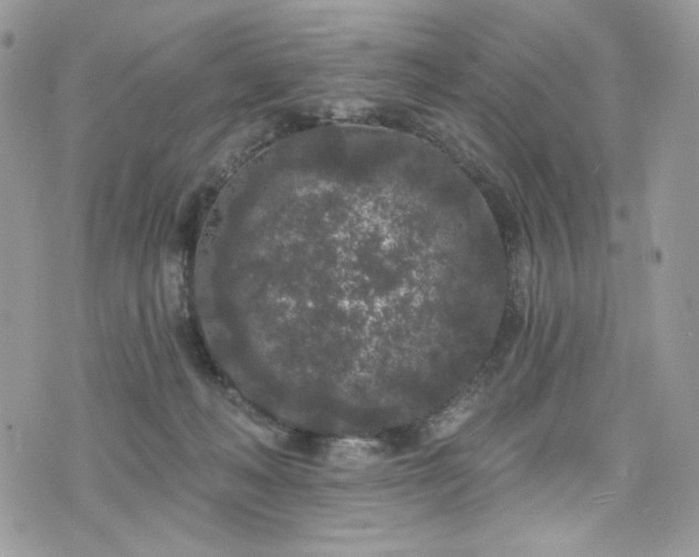 X0000076300222200609291044