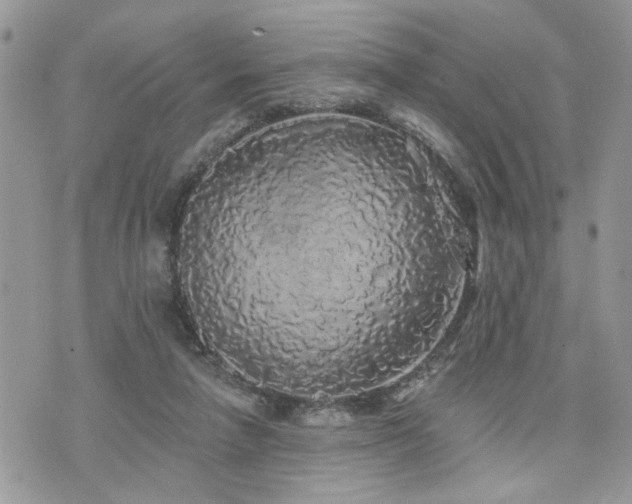 X0000076300258200609291043