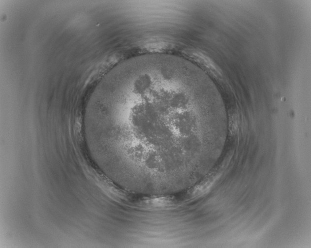 X0000076300365200609291041