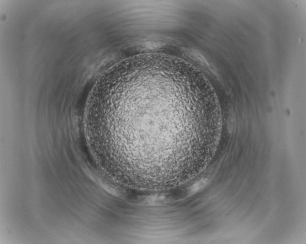 X0000076300366200609291041