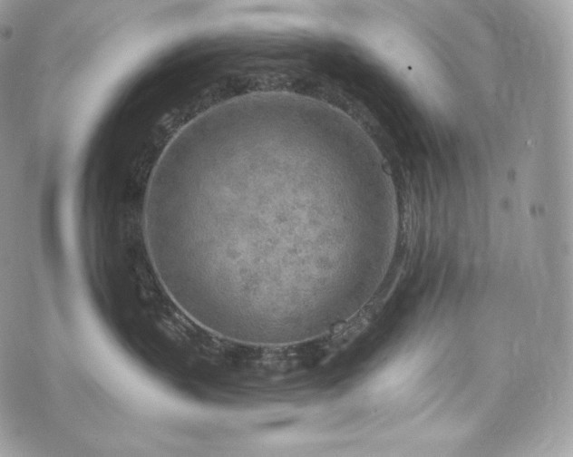 X0000076300383200609291042