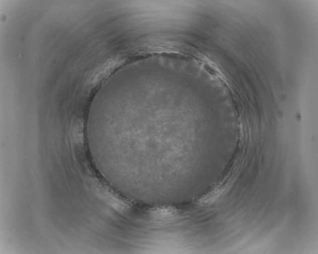 X0000076300402200609291041