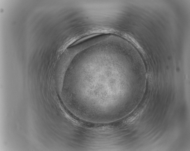 X0000076300433200609291039