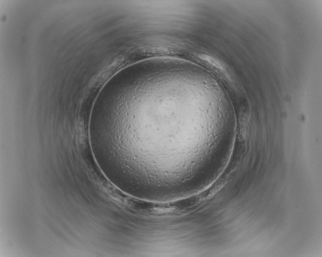 X0000076300457200609291040