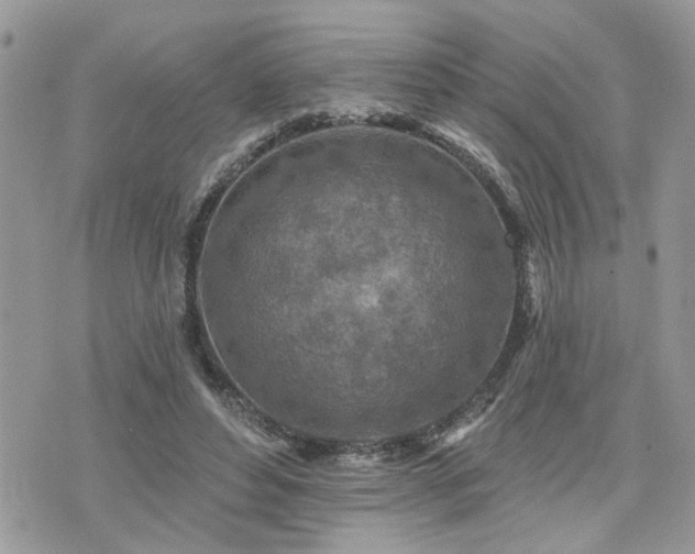 X0000076300496200609291039