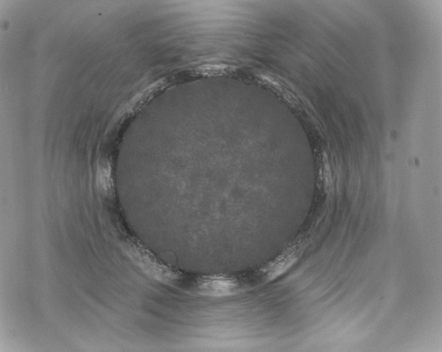 X0000076300610200609291037