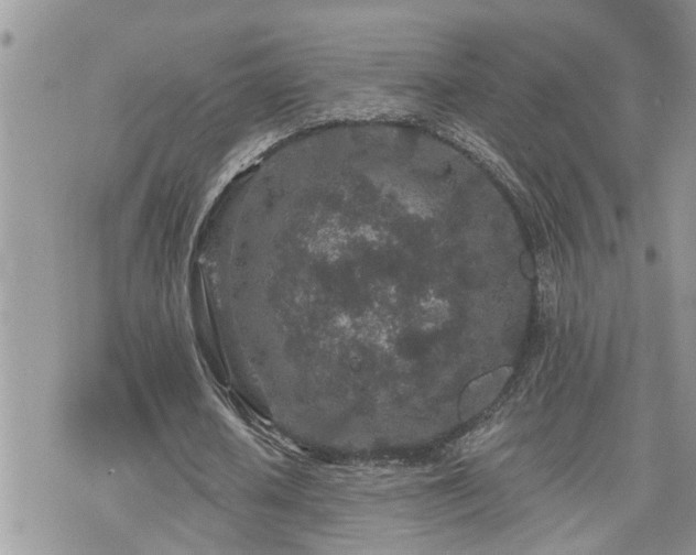 X0000076300626200609291036