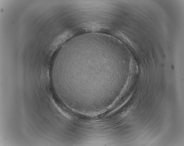 X0000076300638200609291036