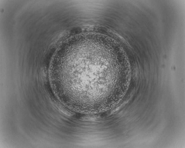 X0000076300661200609291037