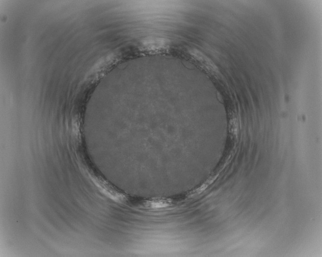 X0000076300662200609291037