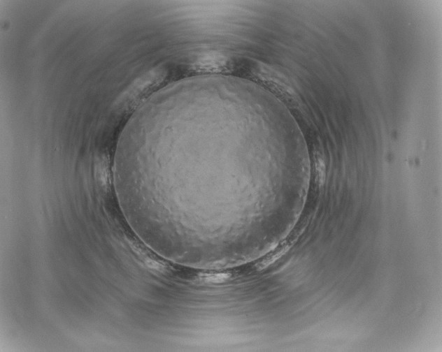 X0000076300665200609291037