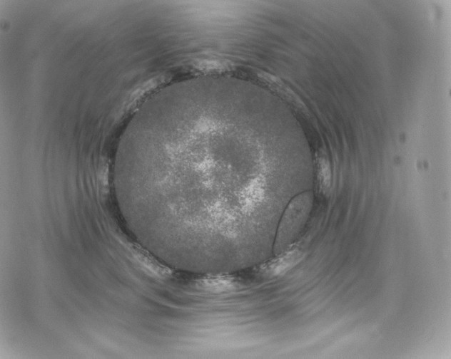 X0000076300668200609291037