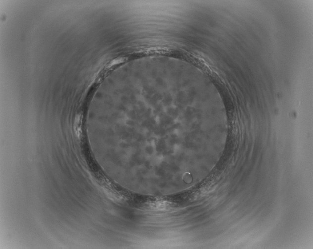 X0000076300695200609291036