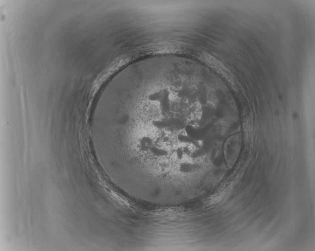 X0000076300721200609291035