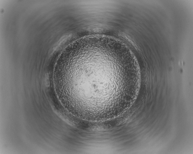 X0000076300738200609291035