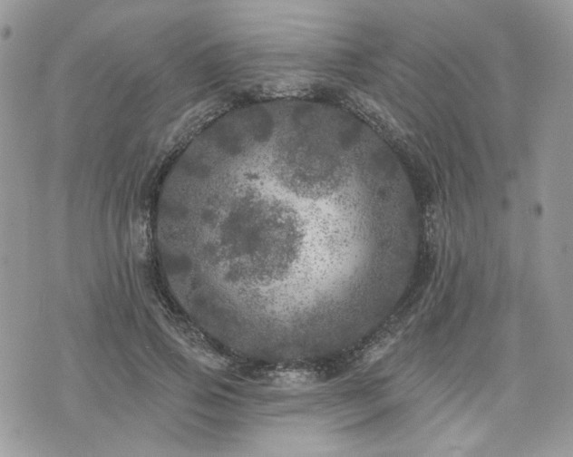 X0000076300741200609291035