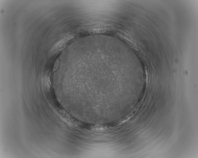 X0000076300746200609291035