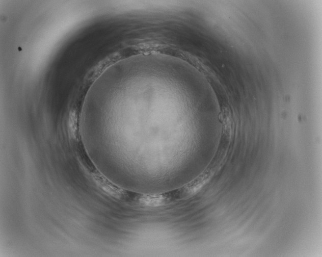 X0000076300767200609291035