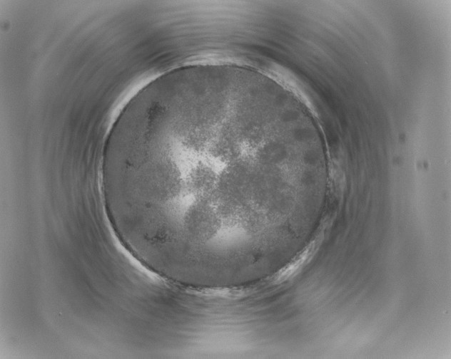 X0000076300855200609291034