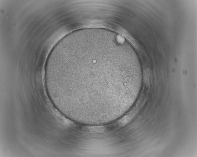 X0000076300856200609291034