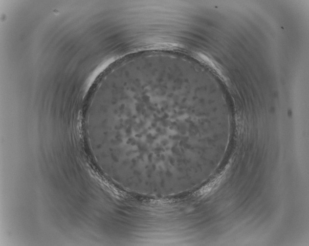 X0000076300875200609291033