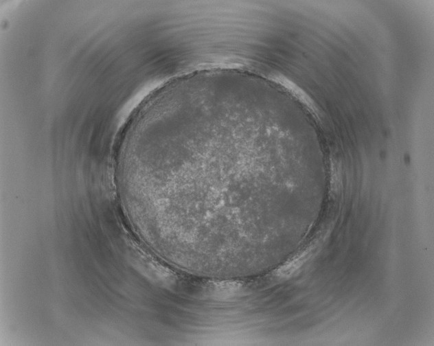 X0000076300878200609291033