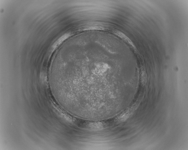 X0000076300882200609291033