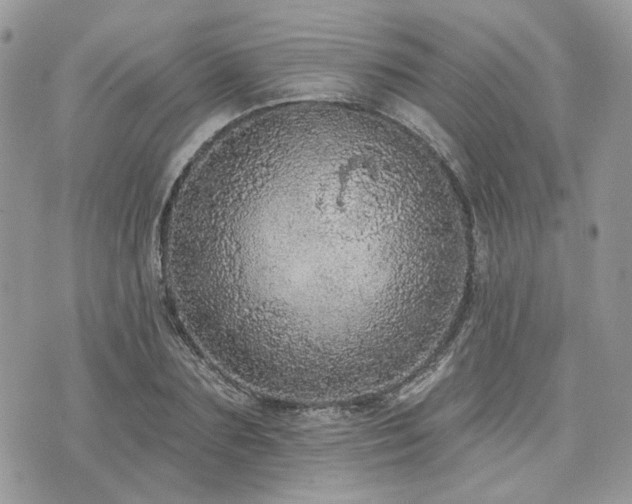 X0000076300883200609291033