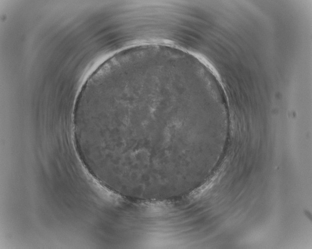 X0000076300895200609291033