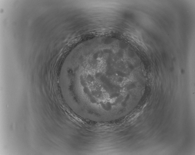 X0000076300913200609291031