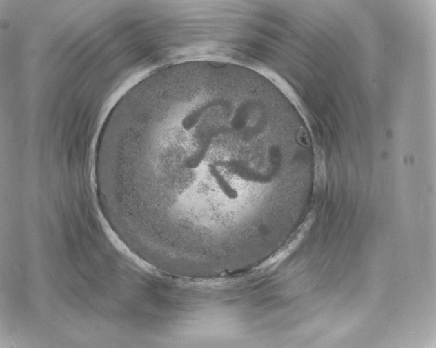 X0000076300957200609291032