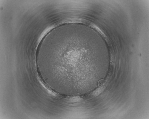 X0000076300986200609291031