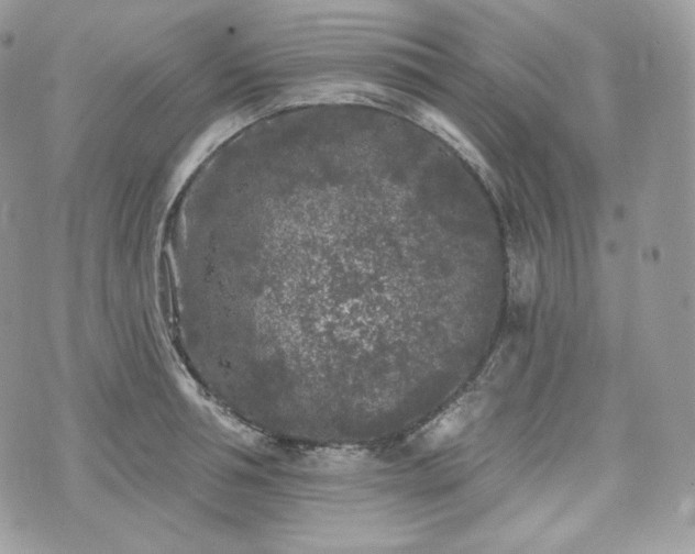 X0000076300994200609291031