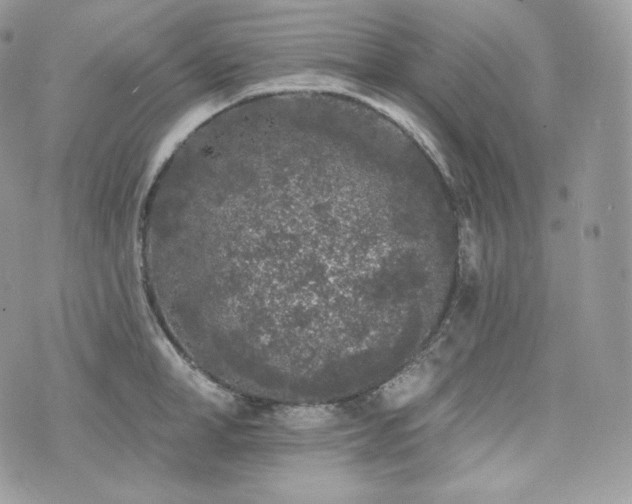 X0000076300998200609291031