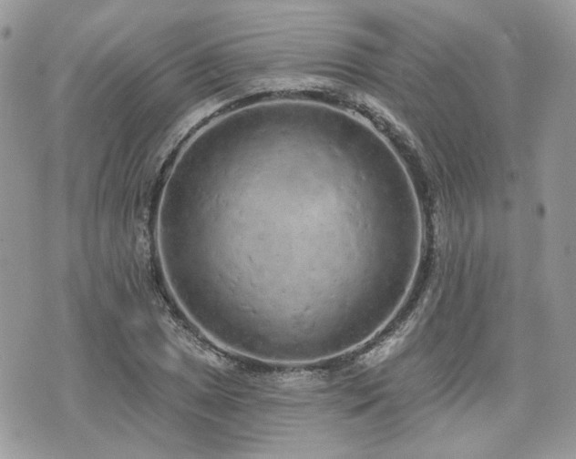 X0000076301025200609291030