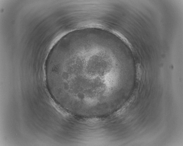 X0000076301031200609291030