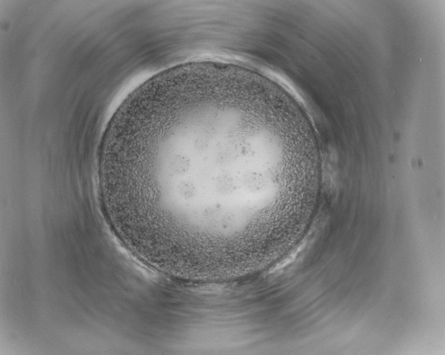 X0000076301048200609291031