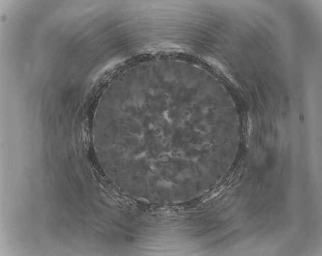 X0000076301063200609291030