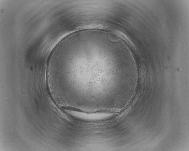 X0000076301228200609291027