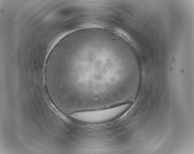 X0000076301236200609291027