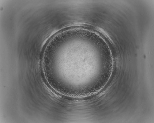 X0000076301260200609291026