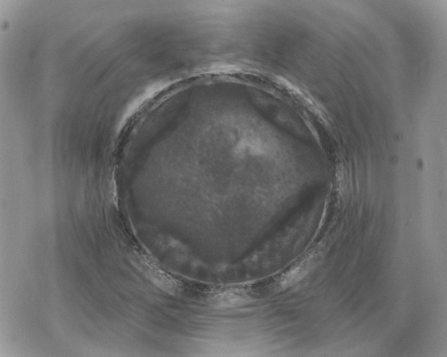 X0000076301262200609291026