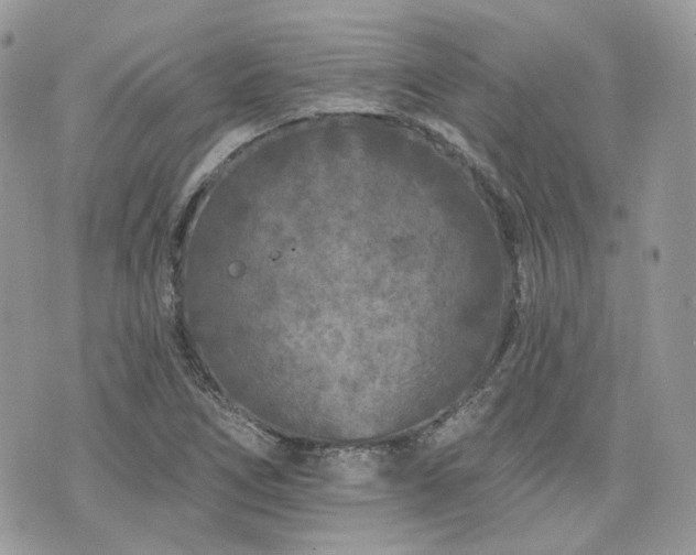 X0000076301266200609291026