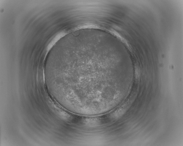 X0000076301274200609291026