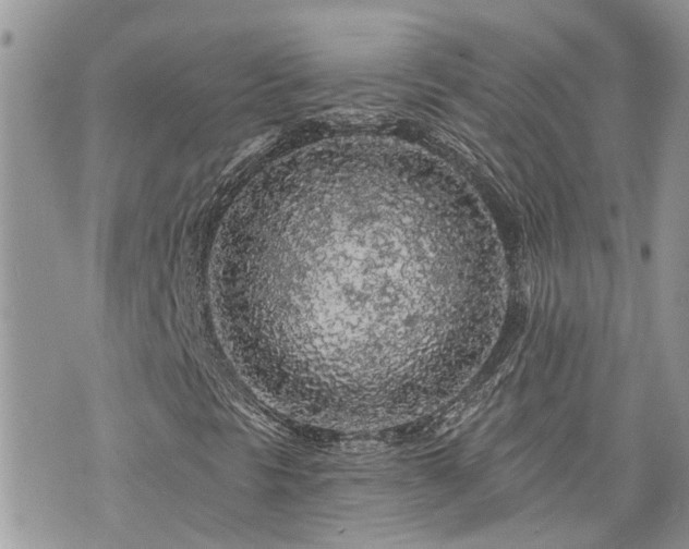 X0000076301297200609291025