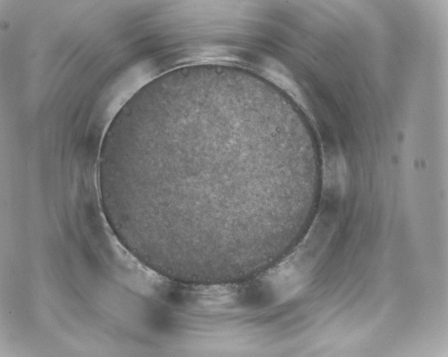 X0000076301338200609291026