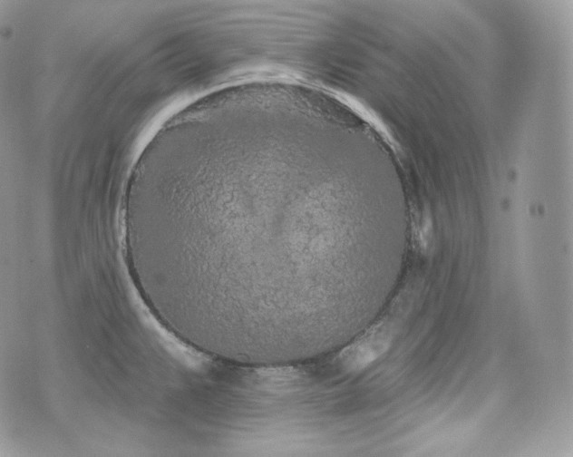 X0000076301383200609291024